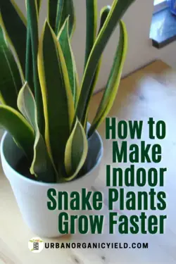 How to Care for Indoor Snake Plants