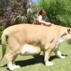 The world’s biggest cat!