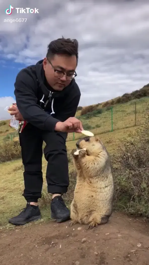 How many biscuits can the Marmot bear? 