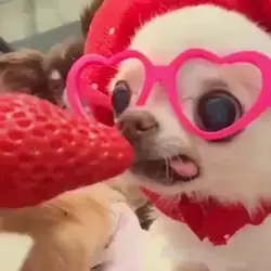 A strawberry addict