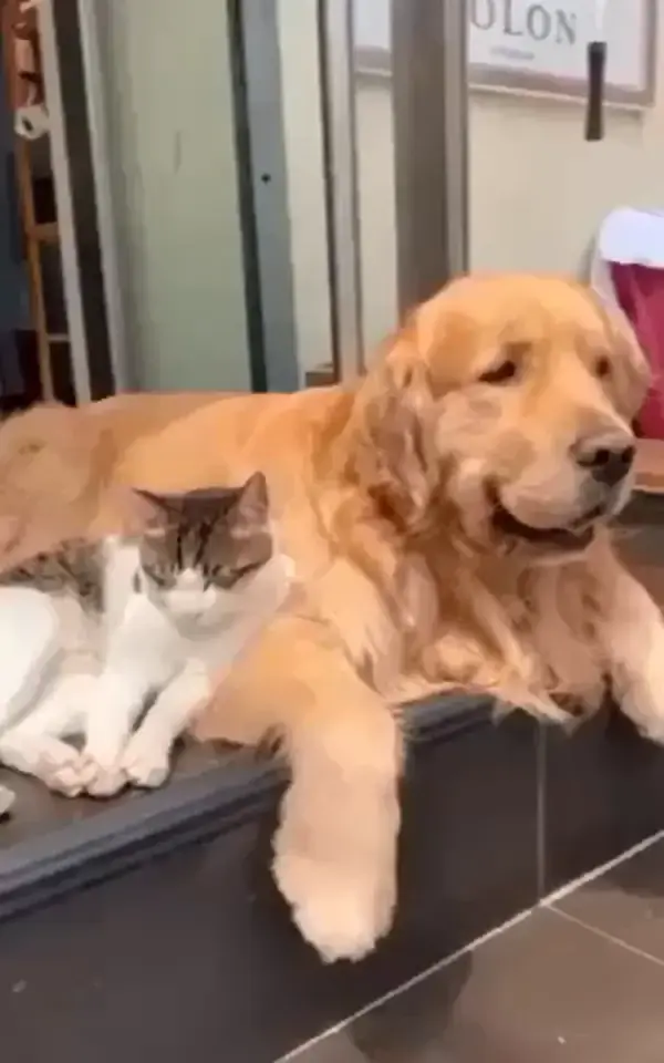 Dog in love with a cat