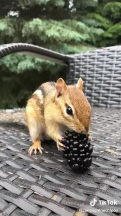 This chipmunk likes blackberry 😋😂🥰😋