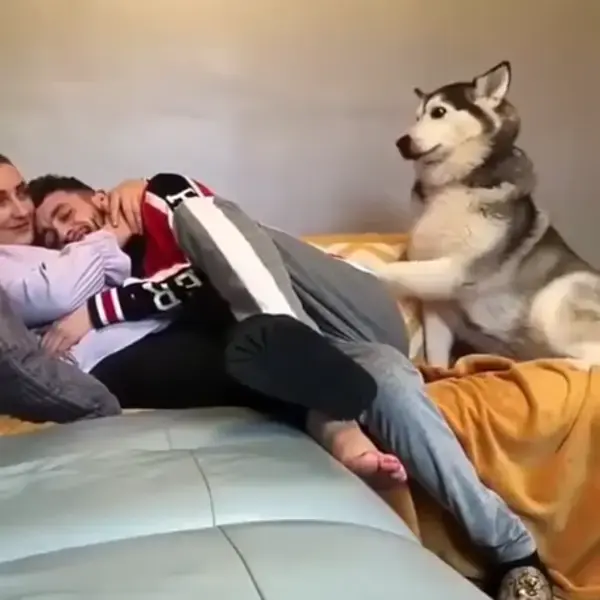 Husky feels love...!!