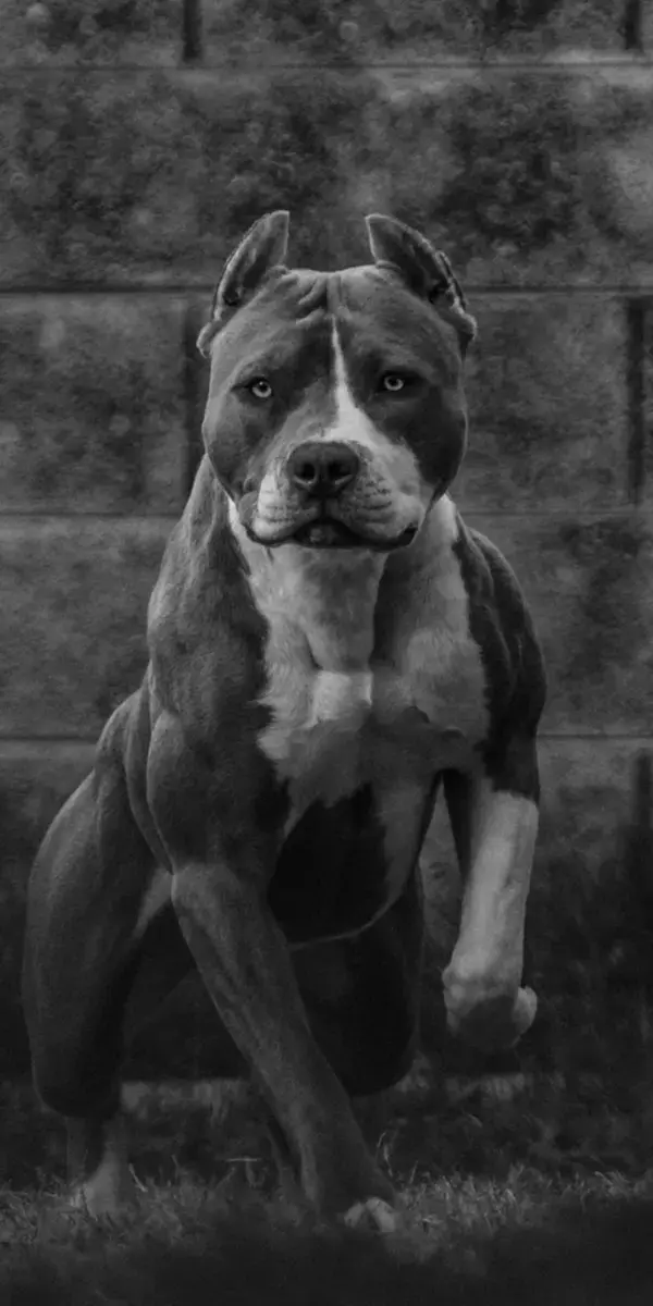 Pitbull Breeds and Their Differences in Behavior