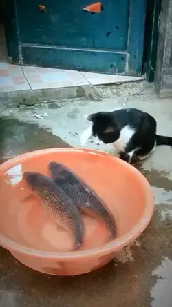 Cats Play With Two Fish.