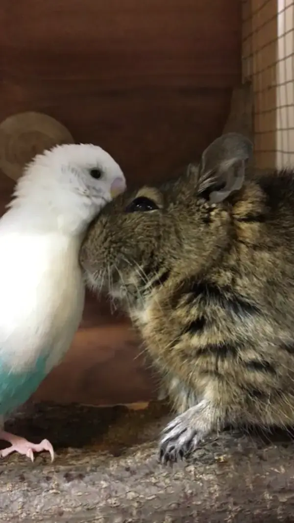 Bird giving a little cleaning