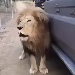 What a mesmerising sound! 😍🤗🦁