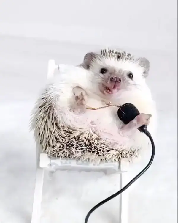 Willi vanilli! @wilbert.thehog is singing you the song of his people!🦔 🎤 ❤️ enjoy watching! ⁣