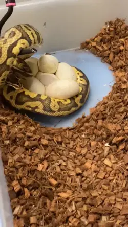 Retrieving ball python eggs