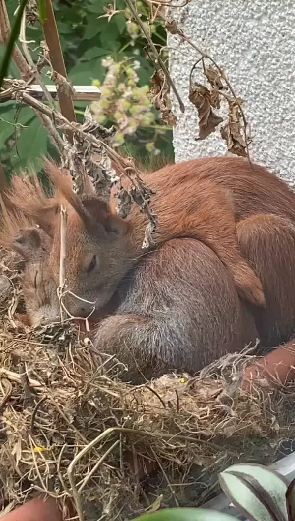 Meine Eichhörnchen Familie - Eichhörnchen schlafen auf dem Balkon im 6. Stock mitten in Berlin