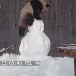 Panda Vs Snowman 🐼⛄️🤦🏻‍♂️