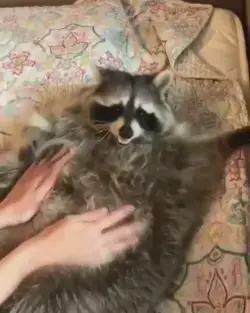 Racoons are just...