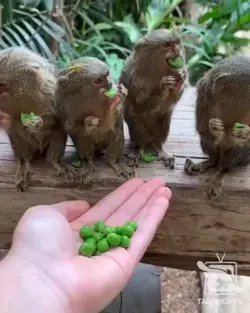 Pygmy Marmosets eating Peas