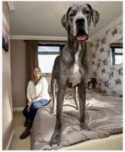 Largest Dogs Breed in the World