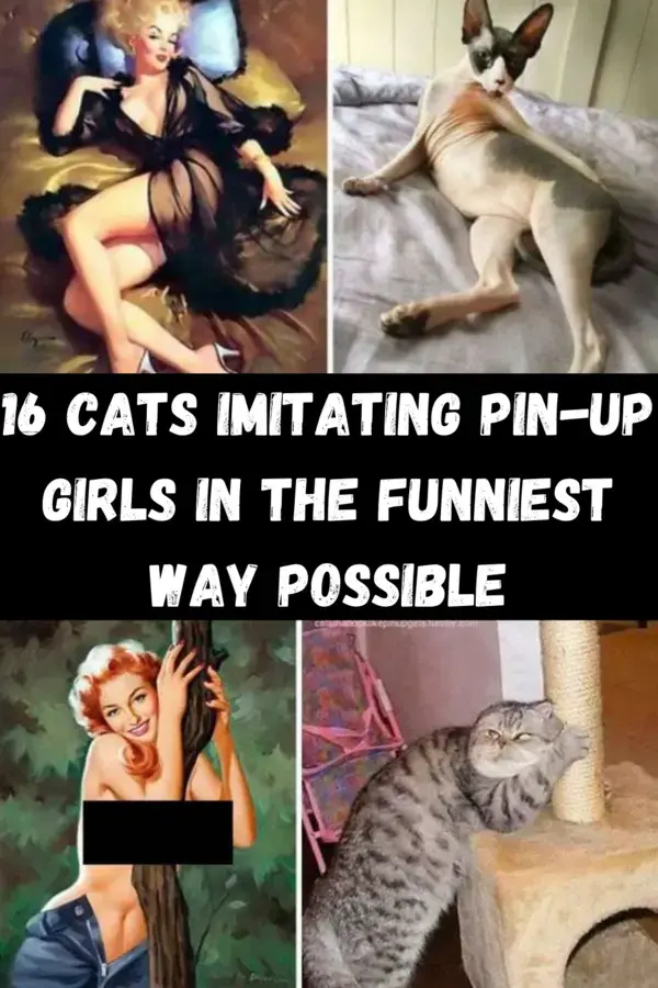 16 Cats Imitating Pin-Up Girls In The Funniest Way Possible