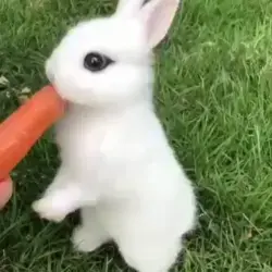 Cute Rabbit Eating Carrot