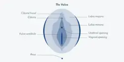 What is the vagina? We made a diagram