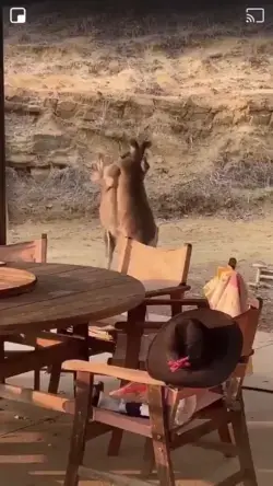 Watch two Kangaroos fight it all out in the Australia Outback