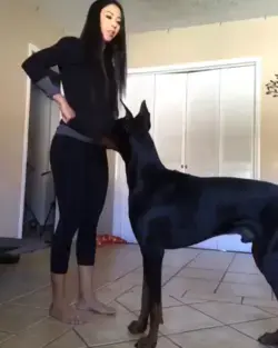 dog is faithful with girl