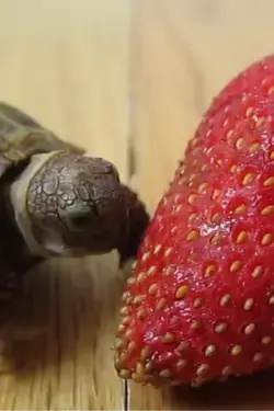 First Strawberry - the whimsy turtle