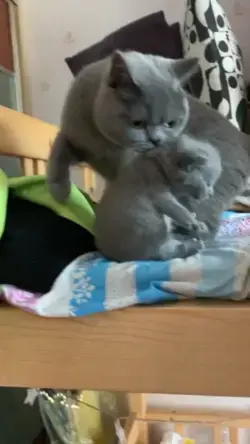 Cat mother wants to bite the kitten and climb up