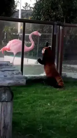 Flamingo and Red Panda saying hi.