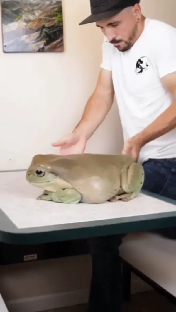 🐸 A big FROG 🐸