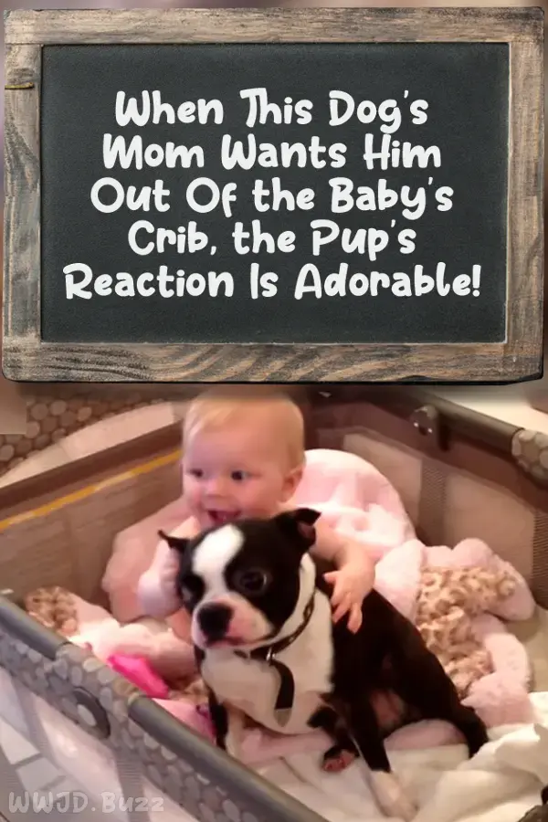 When This Dog's Mom Wants Him Out Of the Baby's Crib, the Pup's Reaction Is Adorable!