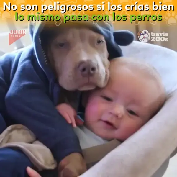 Los pitbull no son peligrosos 