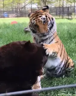 THE TIGER, THE LION AND BEAR FRIENDS