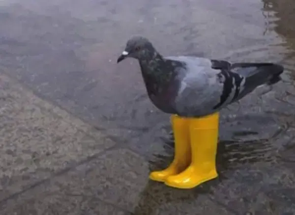 Pigeon in yellow rain boots