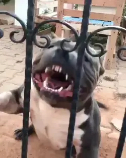 pit bull dog is barking