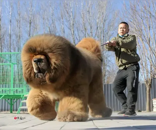 Tibetan Mastiff ทิเบตันแมสติฟฟ์