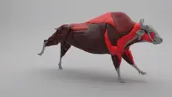 Ziva Dynamics: Bison Muscle Simulation