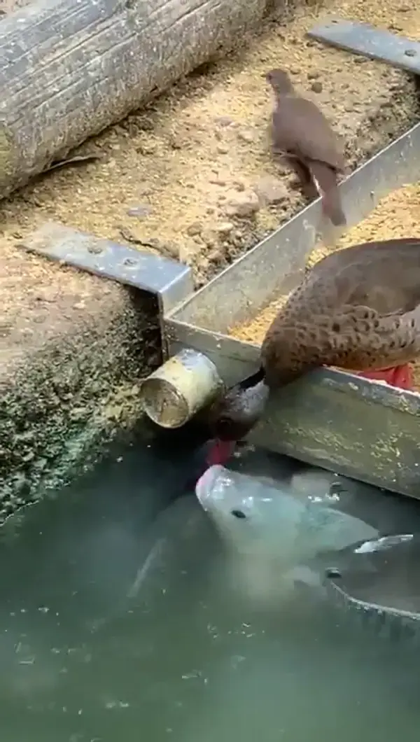 Funny ducks