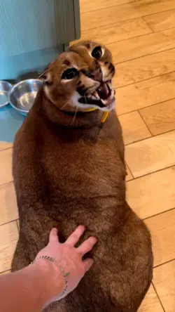 Will you pet a Caracal cat?