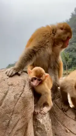 Mother monkey is very angry