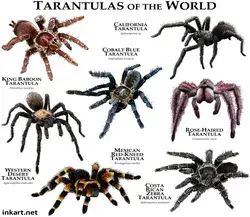 Tarantula Brachypelma