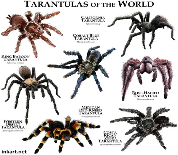 Tarantula Brachypelma