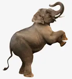 大象动物象牙png图片免费下载-素材7mNkaajUa-新图网