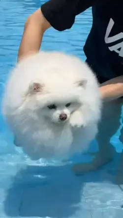 Furry Dog Practicing to Swim 🐾🌊