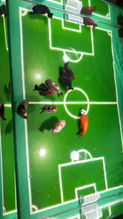 Goldfish football team