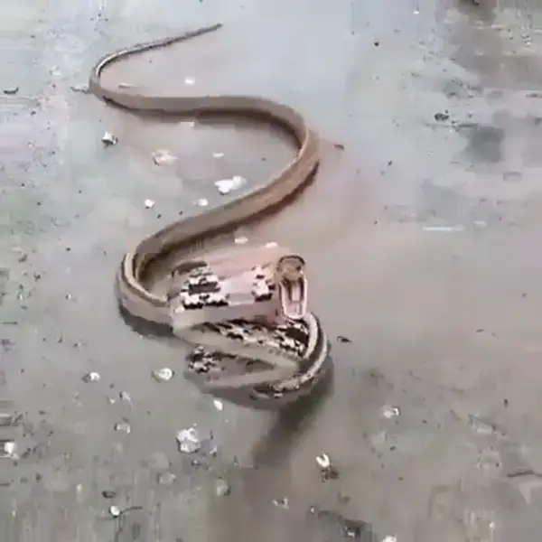 A dangerous snake in search of food