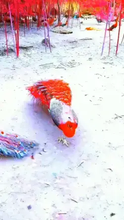 Amazing Peacock Video