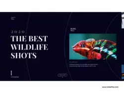 Wildlife - Website Animation / Interaction