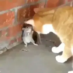 Great fight of a rat with a dog.