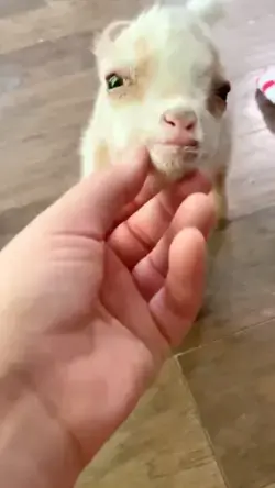 Baby goat ❤ Cute Animal Video