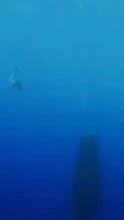 Sperm whales sleeping vertically