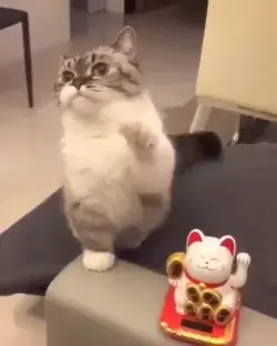 Funny Cat