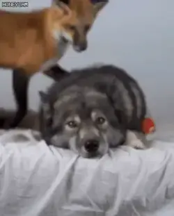Fox and pup buddies